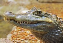 What the Alligator Can Teach Us About Succeeding in Business