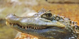 What the Alligator Can Teach Us About Succeeding in Business